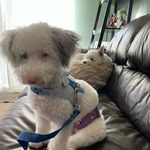 Darla and Monty - @darla_beaner - Instagram