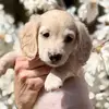 Darla Bean - @darlabean.theween - TikTok