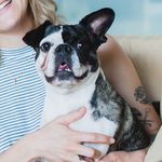Darla Bean - @darla_frenchiepug - Instagram