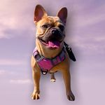 •Darla the French Bulldog• - @darla_bean_ - Instagram