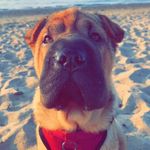 Darla Beck 🐶 🐾💗 - @darla.thesharpeii - Instagram