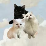 Gatsby, Benedict and Binx (Darling Desi’s fur babies) - @darlings_kitties - Instagram