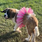 Darla |  Ｔｈｅ  Ｓａｉｎｔ  Ｂｅｒｎａｒｄ - @mydearest_darla - Instagram