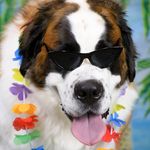 Darla the bernard - @darlathebernard - Instagram