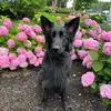 Darla_theblackshepherd - @darla_theblackshe - TikTok