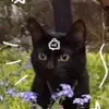 Darla.the.black.cat - @muffin.or.pickle - TikTok