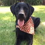 Erica Greenwood - @darlablacklab - Instagram