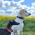 Blueberry • Italian Greyhound • Darla • Porcelaine - @darla_and_blueberry - Instagram