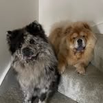 Darla & Vega 🐾 - @darla_the_blue_merle_chow - Instagram