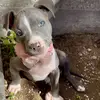 DarLa Blue🐶 - @darlaamstaff - TikTok