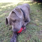 Darla_Blue - @darla_blue_amstaff - Instagram