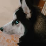 Darla Blue - @darla_blue___husky_official - Instagram
