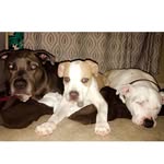 Darla_Blue_Koa - @dbk_pitbulls - Instagram
