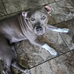@darla_blueeyedpitbull - Instagram