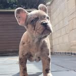 darla👑 - @darla_thebluemerle - Instagram