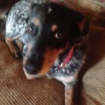 Darla Planker - @darla_blue_heels08 - Instagram