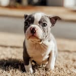 Darla the blue boston - @helloiamdarla - Instagram