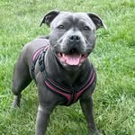 @darla_thebluestaffy - Instagram