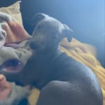 Darling Darla The Blue - @darla_the_blue - Instagram