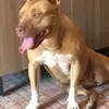 darlanbrazribeiro - @darlanbrazribeiro - TikTok
