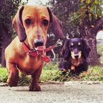 Bruno + Darla - @brunoanddarla - Instagram