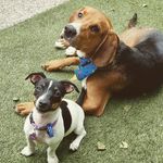 Bruno & Darla - @bruno_and_darla - Instagram