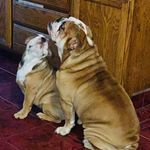 Bruno & Darla - @bruno16_darla20 - Instagram