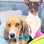 Bruno and Darla - @_bruno_and_darla_ - Instagram