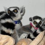 Bruno Y Darla los lemures - @lemur_brunoydarla - Instagram