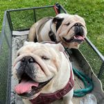 Darla and Bruno - @darla.bruno.englishbullys - Instagram