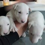 Darla Bruno - @alphabullterriers - Instagram