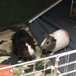 Darla, Bruno, Waffle - @guinea_piggys3 - Instagram