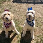 TheDoodleSiblings - @_darlabruno - Instagram