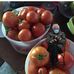 Darla Cates - Facebook