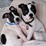 Darla & Cole - @darla_and_cole - Instagram