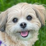Darla Collins - @darlatheshichon - Instagram