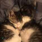 Dart & Darla - @darla_and_dart - Instagram