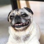 𝔻𝕒𝕣𝕝𝕒 𝔻𝕖𝕝𝕘𝕒𝕕𝕠 - @deardarla_stinkypug - Instagram