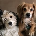 Dodger & Darla Blu - @dodgerndarla - Instagram