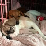 Duffy & Darla - @duffyanddarla - Instagram