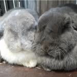@darla_destiny_and_fosters - Instagram
