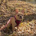 Darla Fox - @darlin_the_frenchie - Instagram