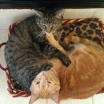 Frank & Darla - @frank_n_darla - Instagram