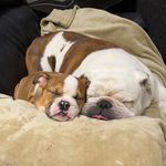 Frank and Darla - @frankanddarla - Instagram