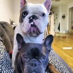 Frankie & Darla - @frankie_and_darla - Instagram
