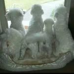 Darla Freeman - @bichonmomaplus3 - Instagram