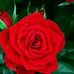 Darla Freeman - Facebook