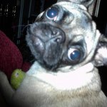 Darla Grace - @darlathepug - Instagram
