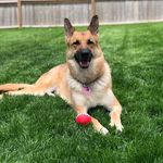 Darla Grace - @darla.the_trendy_pup - Instagram