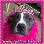 Darla Grace 💗 Princess Pittie - @darlagrace_pittie_princess - Instagram